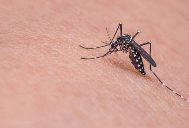 Muỗi vằn truyền nhiễm bệnh sôt xuất huyết như thế nào? Cách phòng tránh?